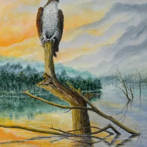 painting of an osprey entitled Breakfast Watch by C.F. Lawrenson