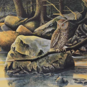 Painting of a Screech Owl done by C.F. Lawrenson