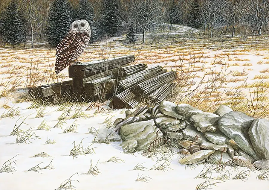 Missed Opportunity Painting of a Barred Owl by C.F. Lawrenson: "Missed Opportunity"
