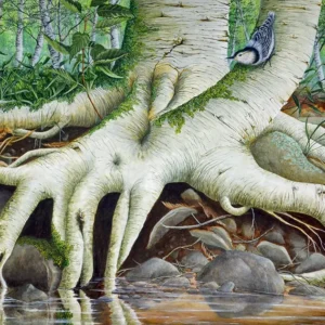 Tentacles: A Painting by C.F. Lawrenson - White Breasted Nuthatch