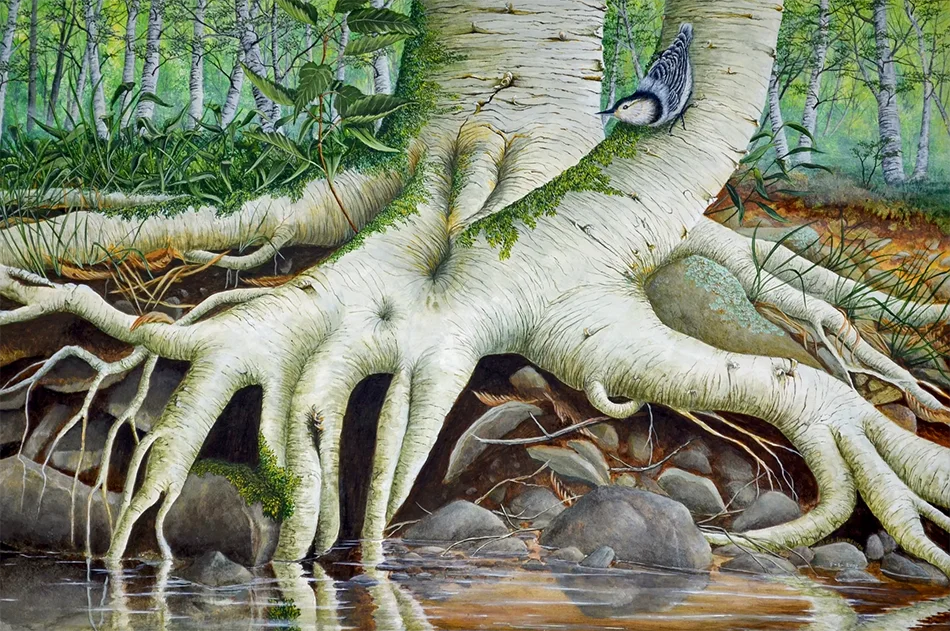 Tentacles Tentacles: A Painting by C.F. Lawrenson - White Breasted Nuthatch