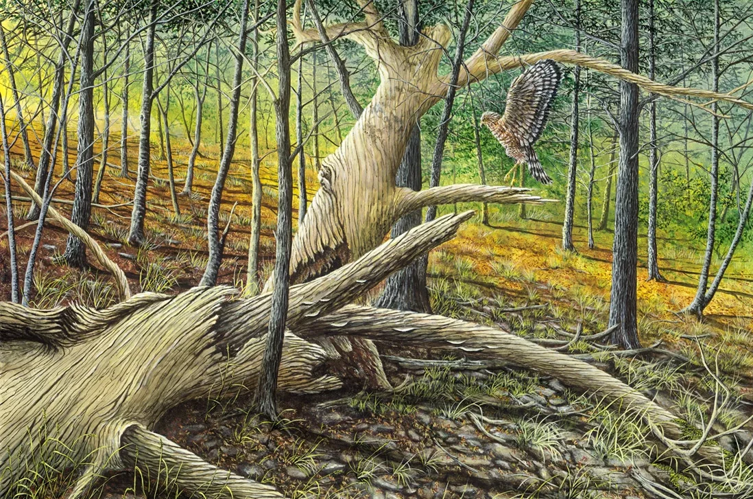 Tanglewood Touchdown Tanglewood Touchdown: A painting by C.F. Lawrenson